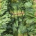 小叶菠菜