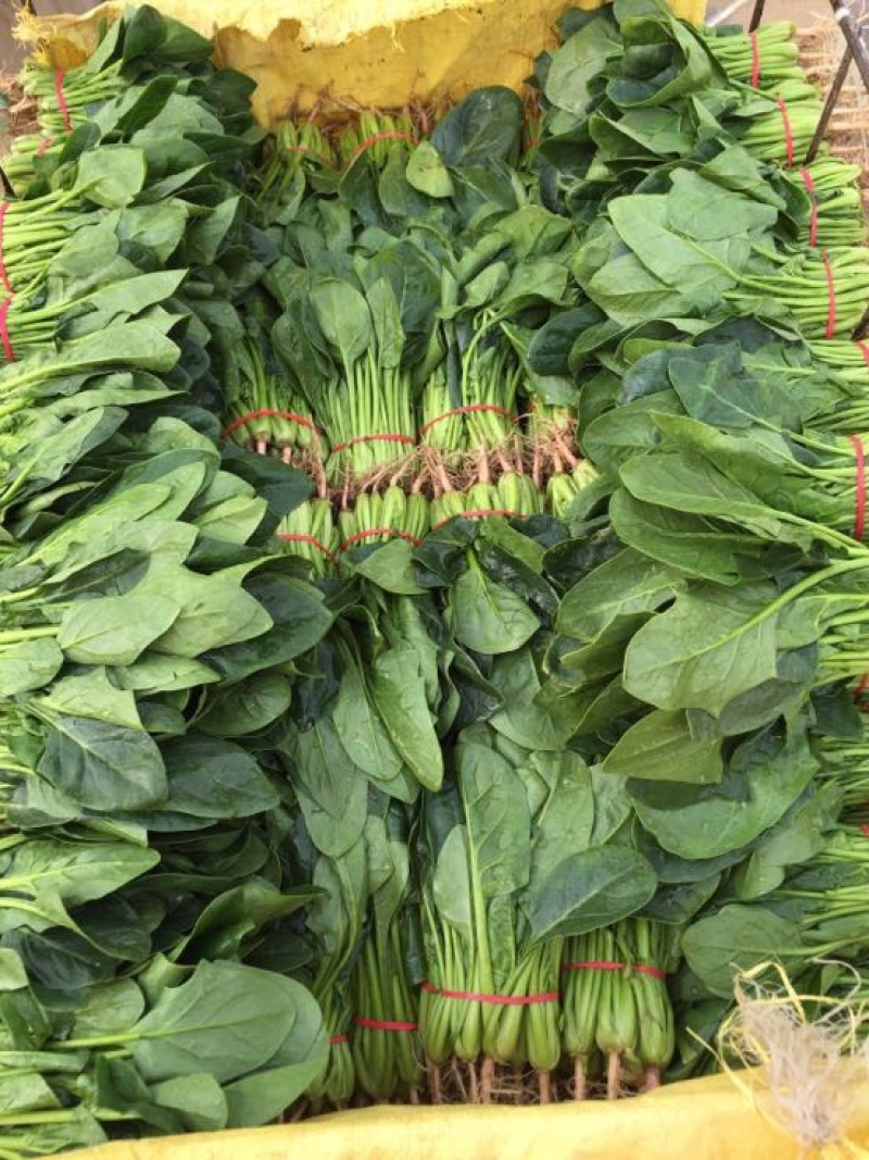 小叶菠菜