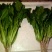 秋菠菜20~25厘米