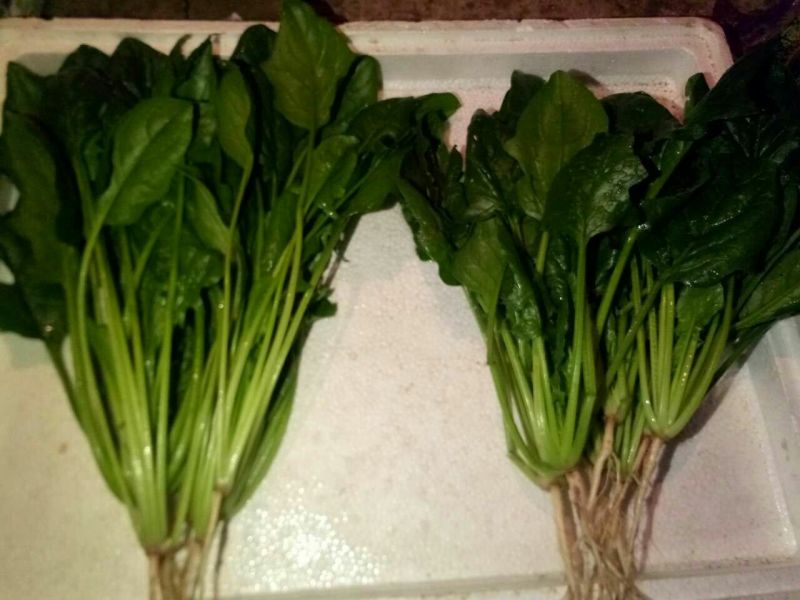 秋菠菜20~25厘米