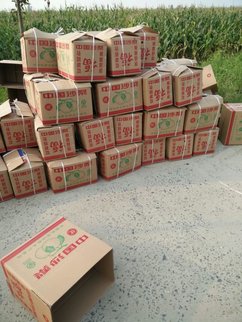 沙梨湘南梨湖北沙梨基地