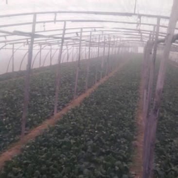 菠菜20~25厘米