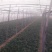 菠菜20~25厘米