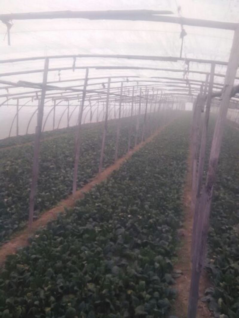 菠菜20~25厘米