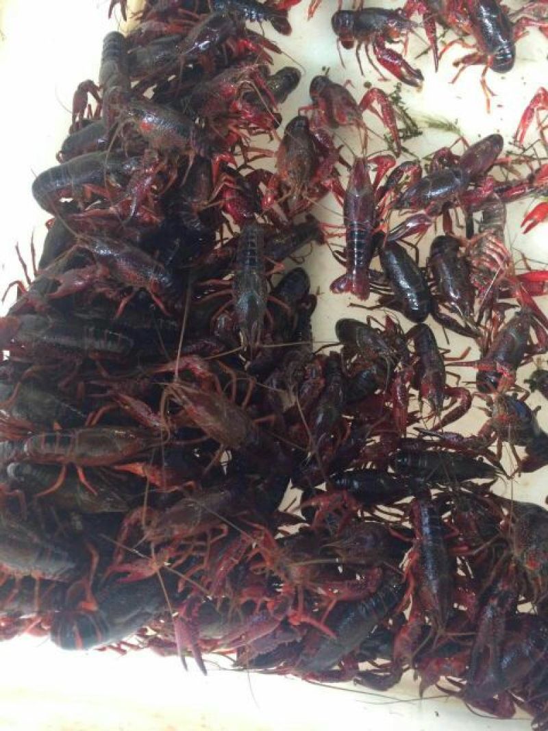 罗氏沼虾食用4~6钱活虾