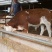 西门塔尔牛犊300~400kg