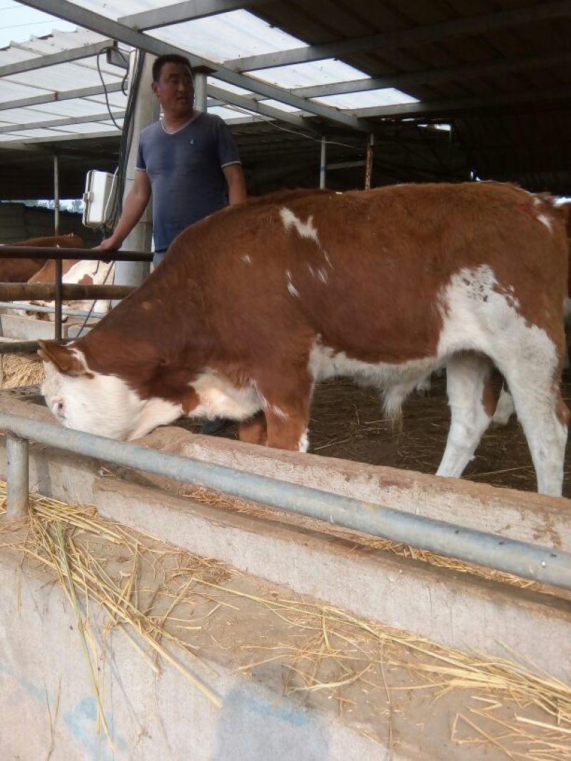 西门塔尔牛犊300~400kg