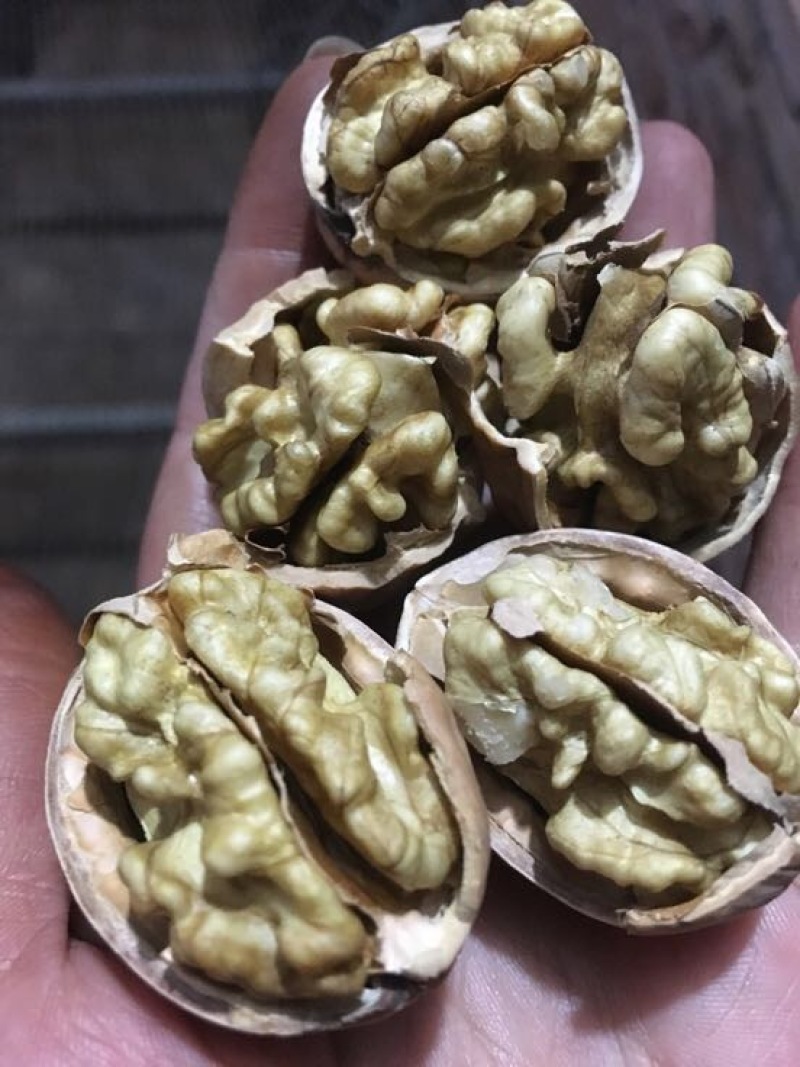 薄皮核桃