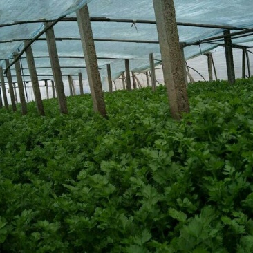 玻璃脆芹菜55cm以上