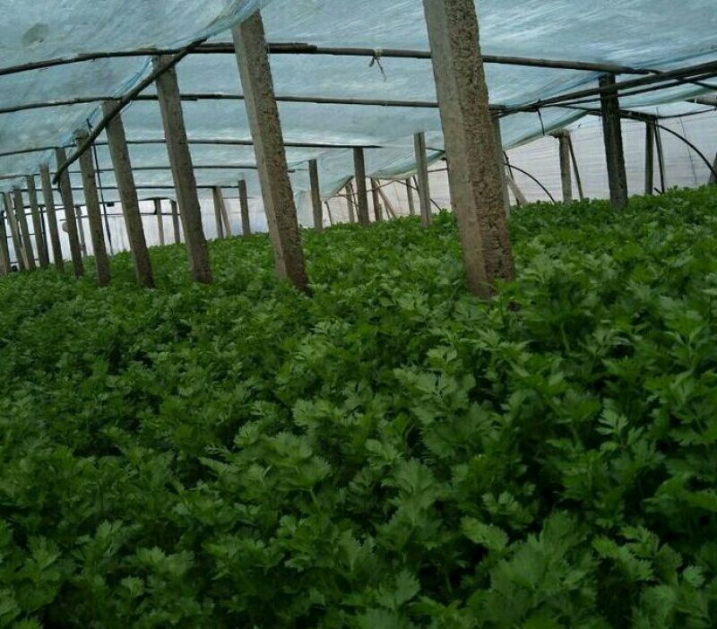 玻璃脆芹菜55cm以上