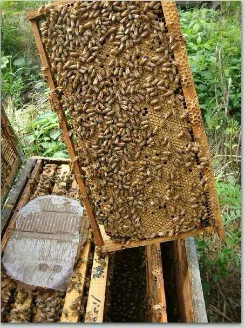 槐花蜜10斤