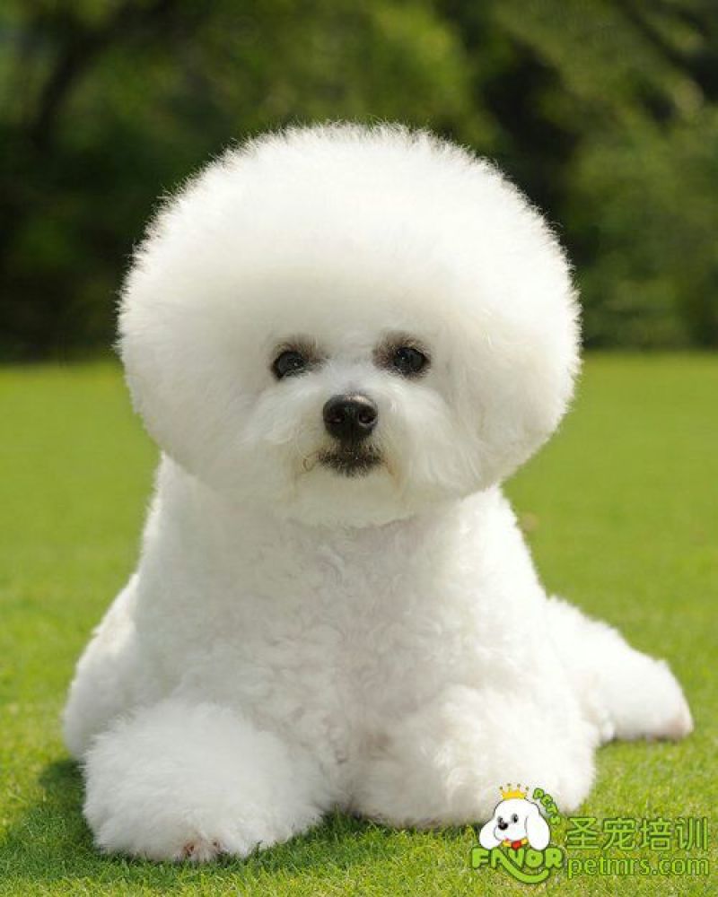 博美犬