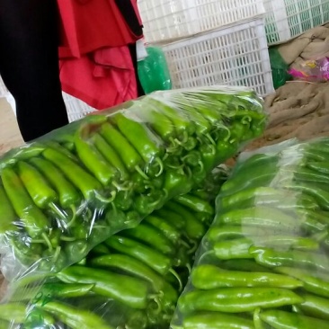 鲜辣椒15~20厘米青本地长年供应各种蔬菜