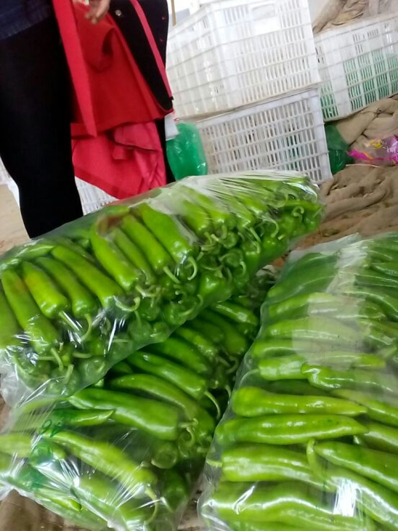 鲜辣椒15~20厘米青本地长年供应各种蔬菜