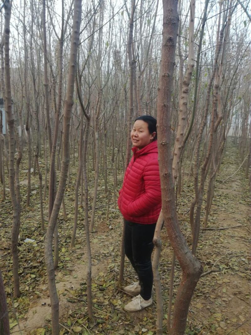丝绵木261~300cm