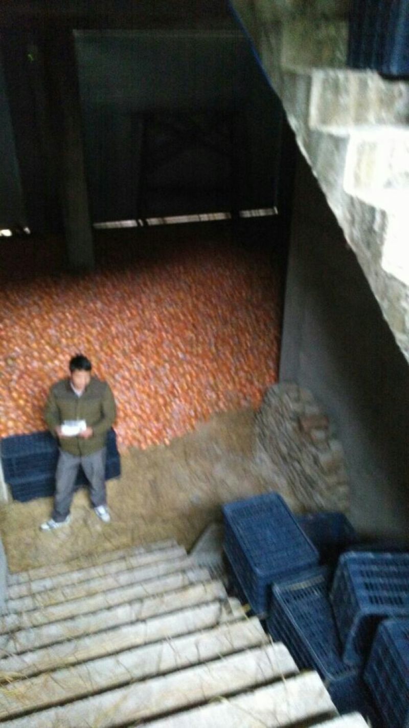 赣南脐橙