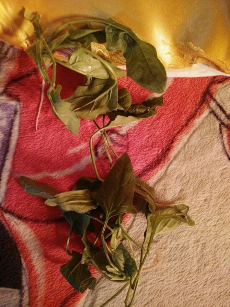 越冬菠菜10~15厘米