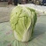 精品大白菜！！！！！！！！！！！！！！！！！