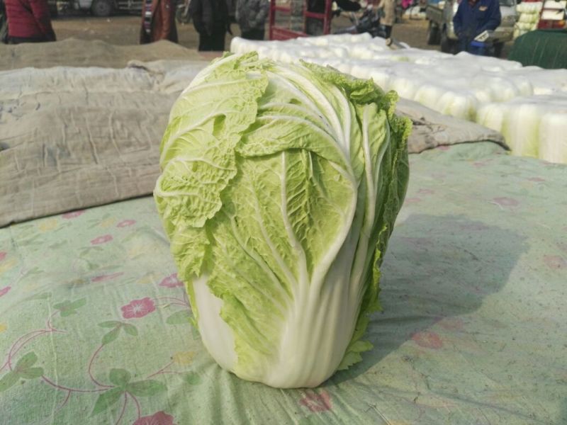 精品大白菜！！！！！！！！！！！！！！！！！