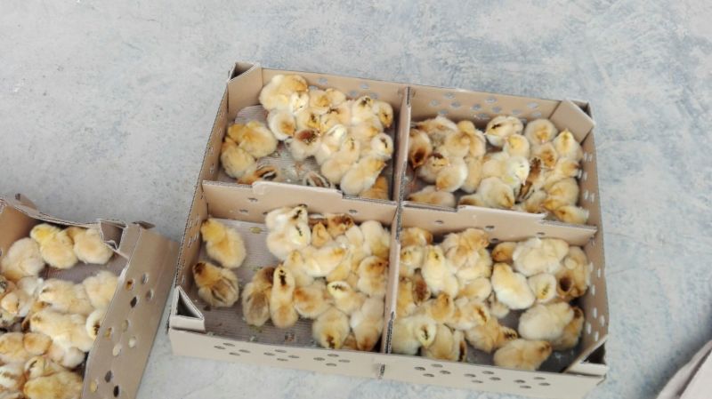 鸡苗1斤以下