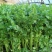 西芹50cm以上
