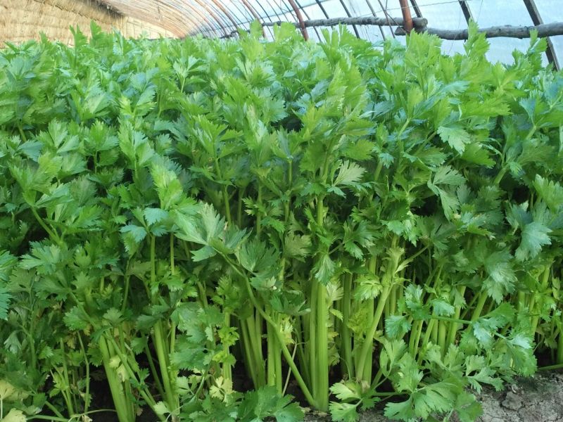 西芹50cm以上