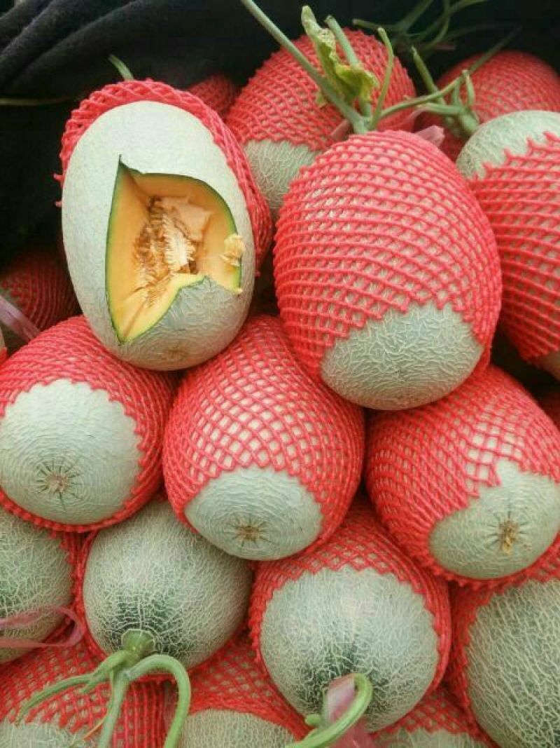西州蜜瓜3斤以上长形