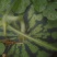 京欣西瓜8斤打底9成熟1茬
