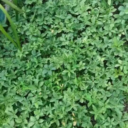 滇重楼苗云南曲靖市会泽县_批发_供应-一亩田