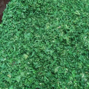 越冬菠菜10~15厘米