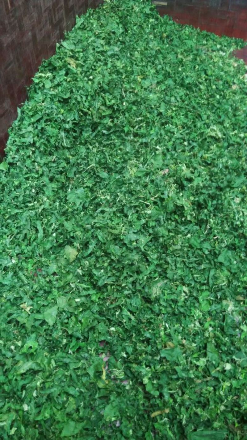 越冬菠菜10~15厘米
