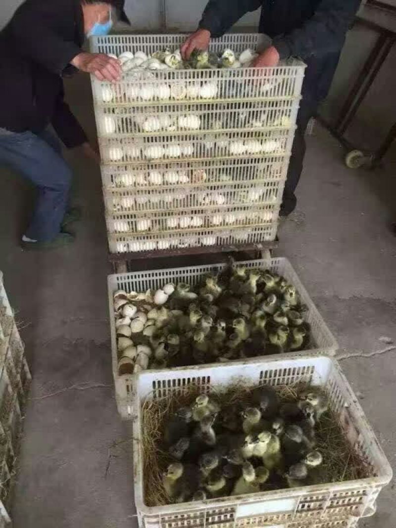 鹅苗250g