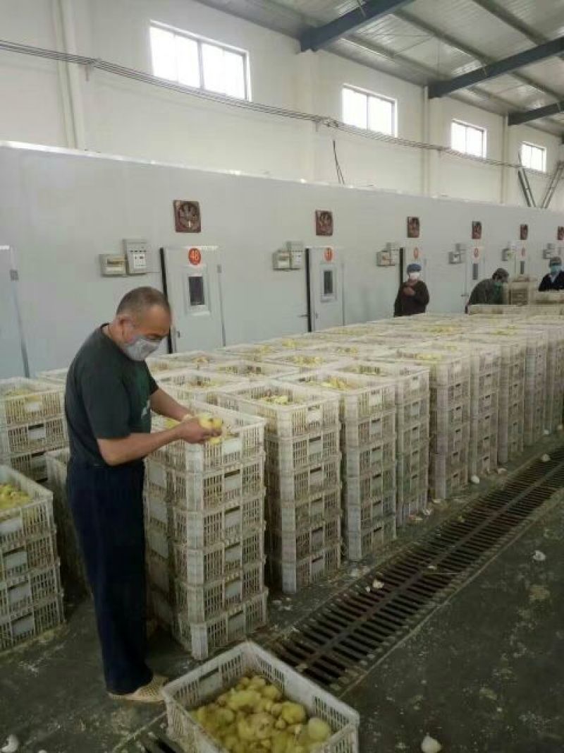 扬州大白鹅苗250g以下