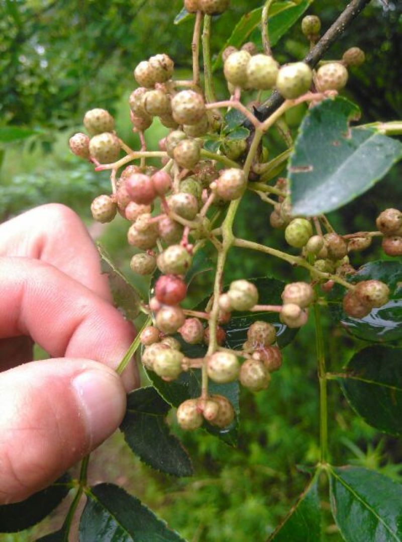 青花椒一级鲜