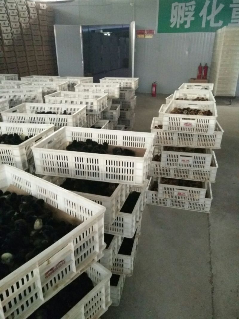 青脚麻鸡苗35~45克出壳苗