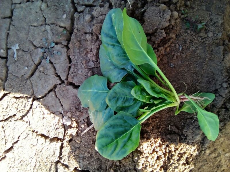 越冬菠菜15~20厘米