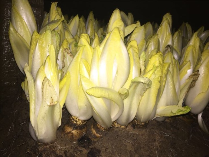 菊苣
