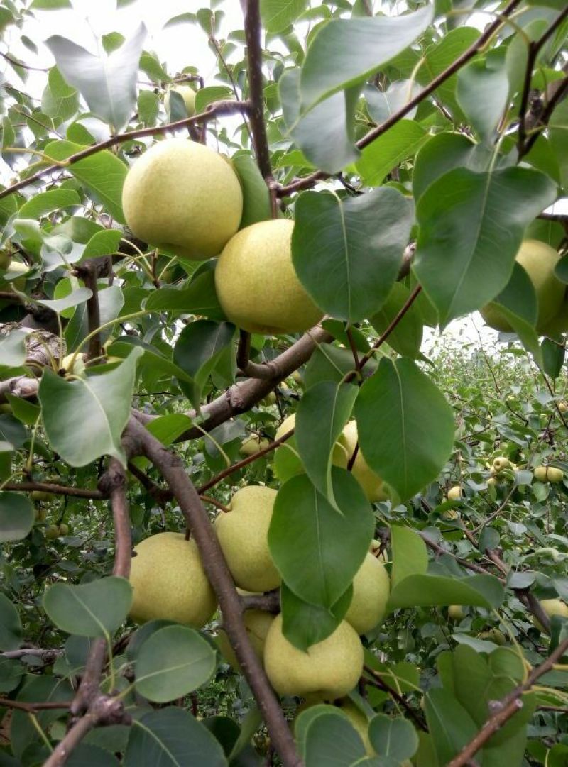 砀山梨250~300g纸箱