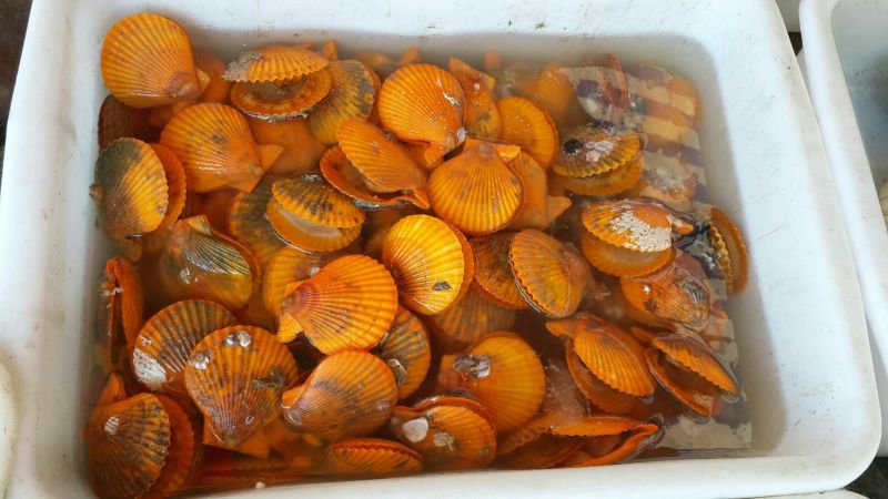 扇贝食用鲜活10~20只/kg