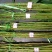 桃树苗60~70cm