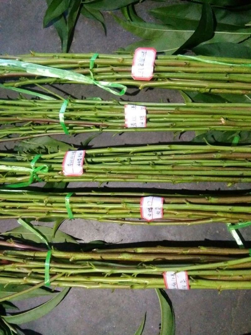 桃树苗60~70cm