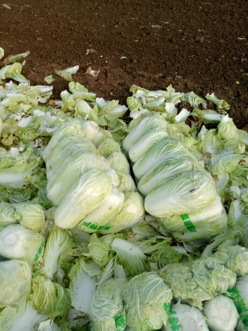 精品产地直供，大白菜4斤以上大量供应