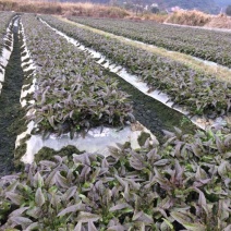 广西贺州富川福利红叶香莴苣