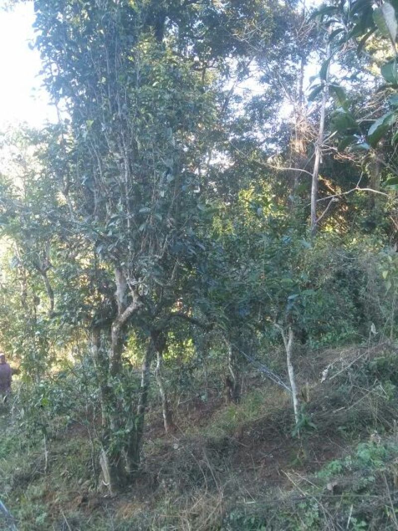 普洱茶