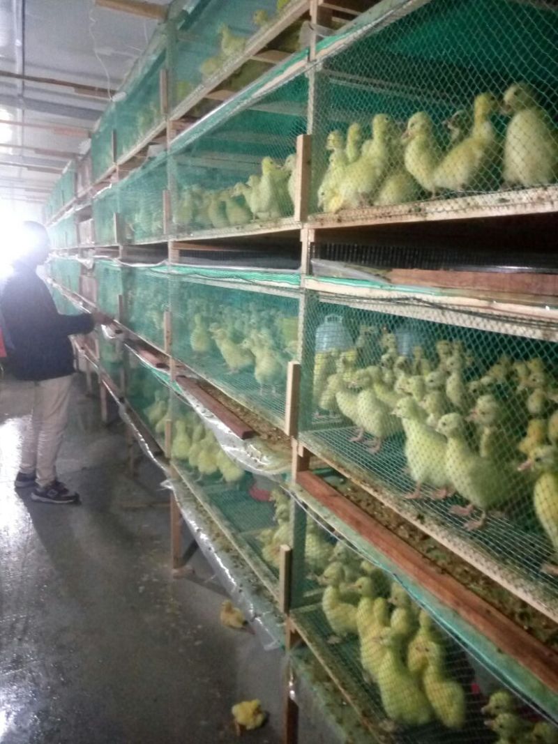 狮头鹅苗250g以下
