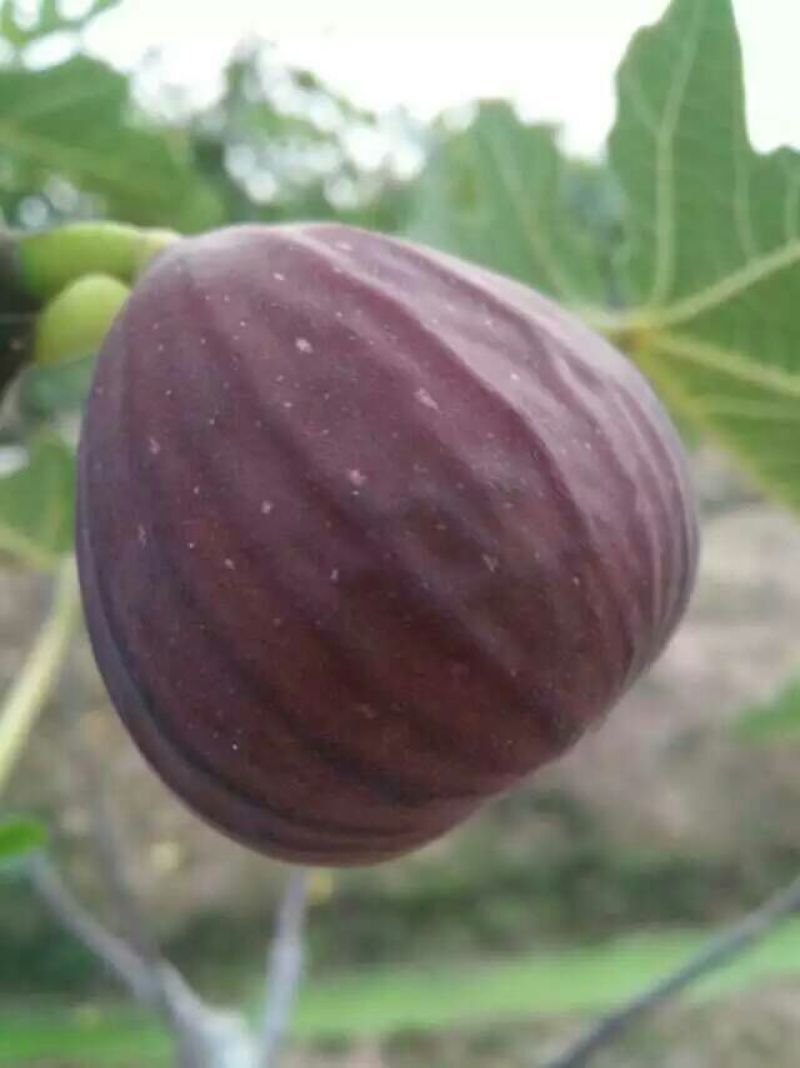 无花果树苗50~80cm，美国波姬红无花果，个大，甜