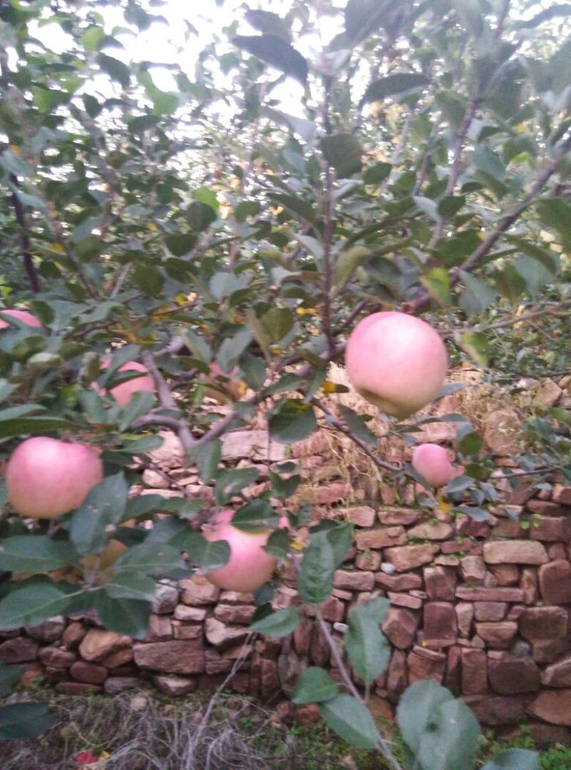 烟富3号纸袋