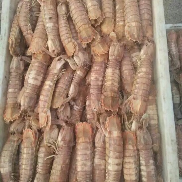 琵琶虾食用冻虾