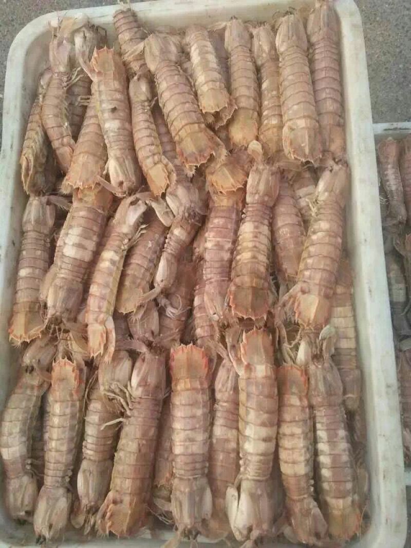琵琶虾食用冻虾
