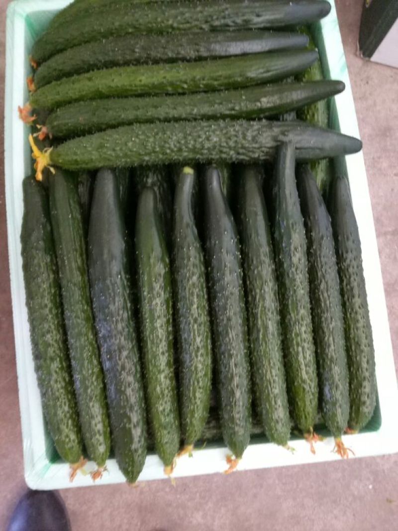 秋黄瓜22~25公分干花带刺